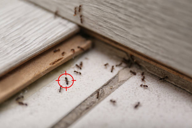 Best Residential Pest Control  in Magnolia, TX