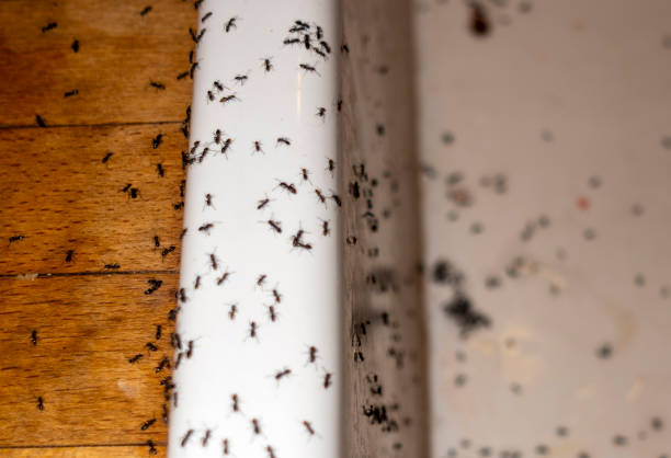 Wasp Removal Services in Magnolia, TX